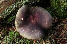 Zitronenblättriger Täubling, Foto 7