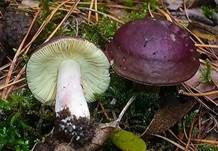 Zitronenblättriger Täubling, Foto 9
