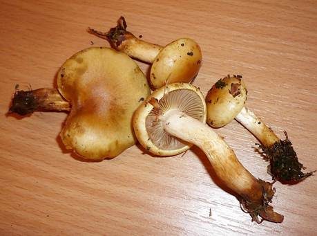 Zitronengelber Schüppling, Foto 2