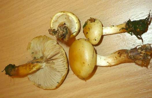 Zitronengelber Schüppling, Foto 3