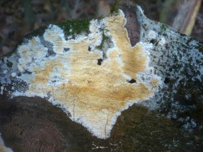 Zitronengelber Rindenpilz, Foto 2
