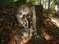 Zitronengelber Rindenpilz, Foto 7