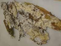 Zitronengelber Rindenpilz, Foto 9