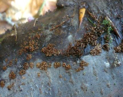Braunes Hängebecherchen, Foto 3