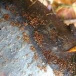 Braunes Hängebecherchen, Foto 6
