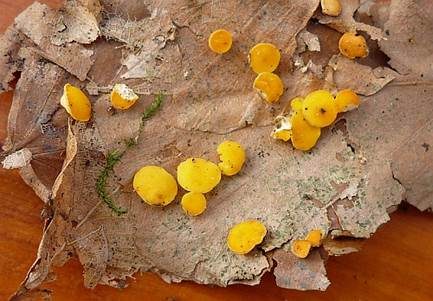 Zitronengelber Reisigbecherling, Foto 3