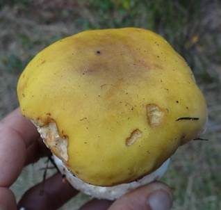 Zitronenhütiger Steinpilz, Foto 3