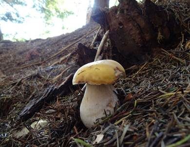 Zitronenhütiger Steinpilz, Foto 4