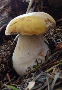 Zitronenhütiger Steinpilz, Foto 5
