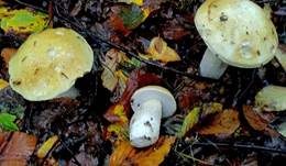 Zitronenhütiger Steinpilz, Foto 6