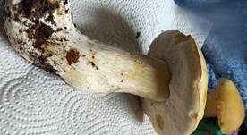 Zitronenhütiger Steinpilz, Foto 8