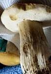 Zitronenhütiger Steinpilz, Foto 9
