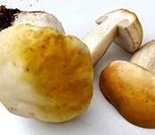 Zitronenhütiger Steinpilz, Foto 10