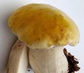 Zitronenhütiger Steinpilz, Foto 11
