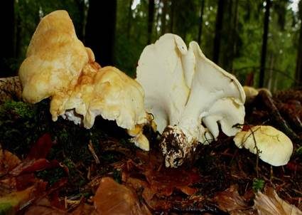 Zitronenporling, Foto 2