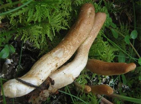 Braunes Pustelkeulchen, Foto 2