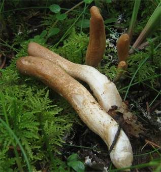 Braunes Pustelkeulchen, Foto 3