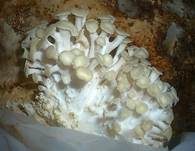 Zitronenseitling, Foto 8