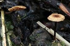 Zitzen-Haarschwindling, Foto 4
