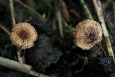 Zitzen-Haarschwindling, Foto 5