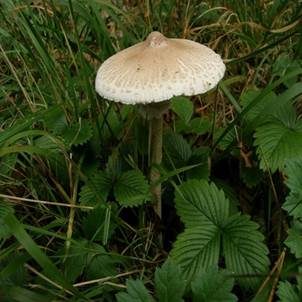 Zitzen-Riesenschirmling, Foto 2