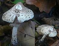 Zitzen-Riesenschirmling, Foto 7