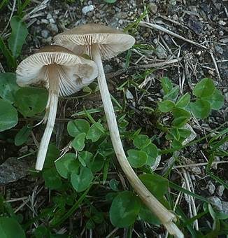 Zitzenrötling, Foto 3