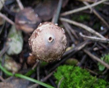 Zitzenstielbovist, Foto 4