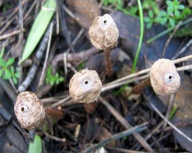 Zitzenstielbovist, Foto 5