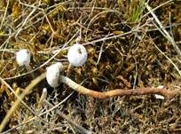 Zitzenstielbovist, Foto 6