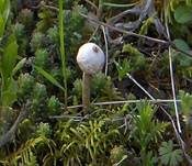 Zitzenstielbovist, Foto 7