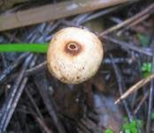 Zitzenstielbovist, Foto 10