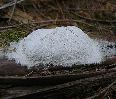 Zottenschleimpilz, Foto 2