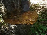 Zottiger Schillerporling, Foto 12