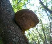 Zottiger Schillerporling, Foto 14
