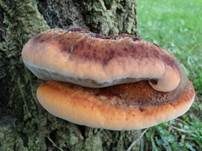 Zottiger Schillerporling, Foto 19