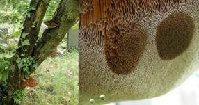 Zottiger Schillerporling, Foto 7