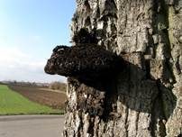 Zottiger Schillerporling, Foto 8