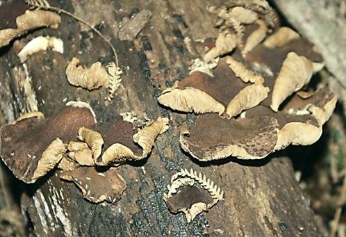 Braunes Stummelfüßchen, Foto 2