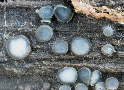 Zottiges Weichbecherchen, Foto 2