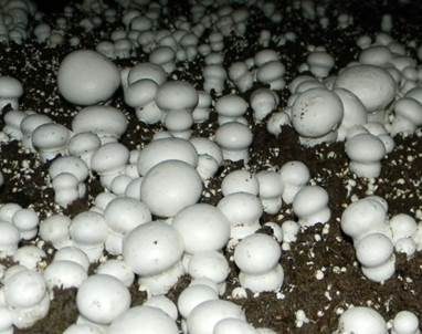 Zuchtchampignon, Foto 2