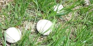 Zuchtchampignon, Foto 12