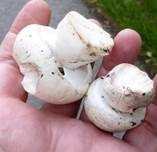 Zuchtchampignon, Foto 13