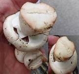 Zuchtchampignon, Foto 14