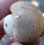 Zuchtchampignon, Foto 16