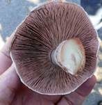 Zuchtchampignon, Foto 17