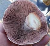 Zuchtchampignon, Foto 18