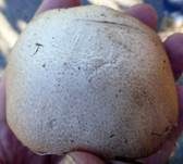 Zuchtchampignon, Foto 19