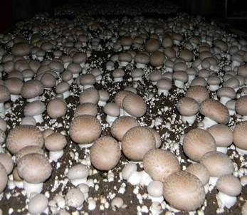 Zuchtchampignon, Foto 4