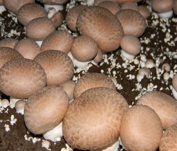 Zuchtchampignon, Foto 5